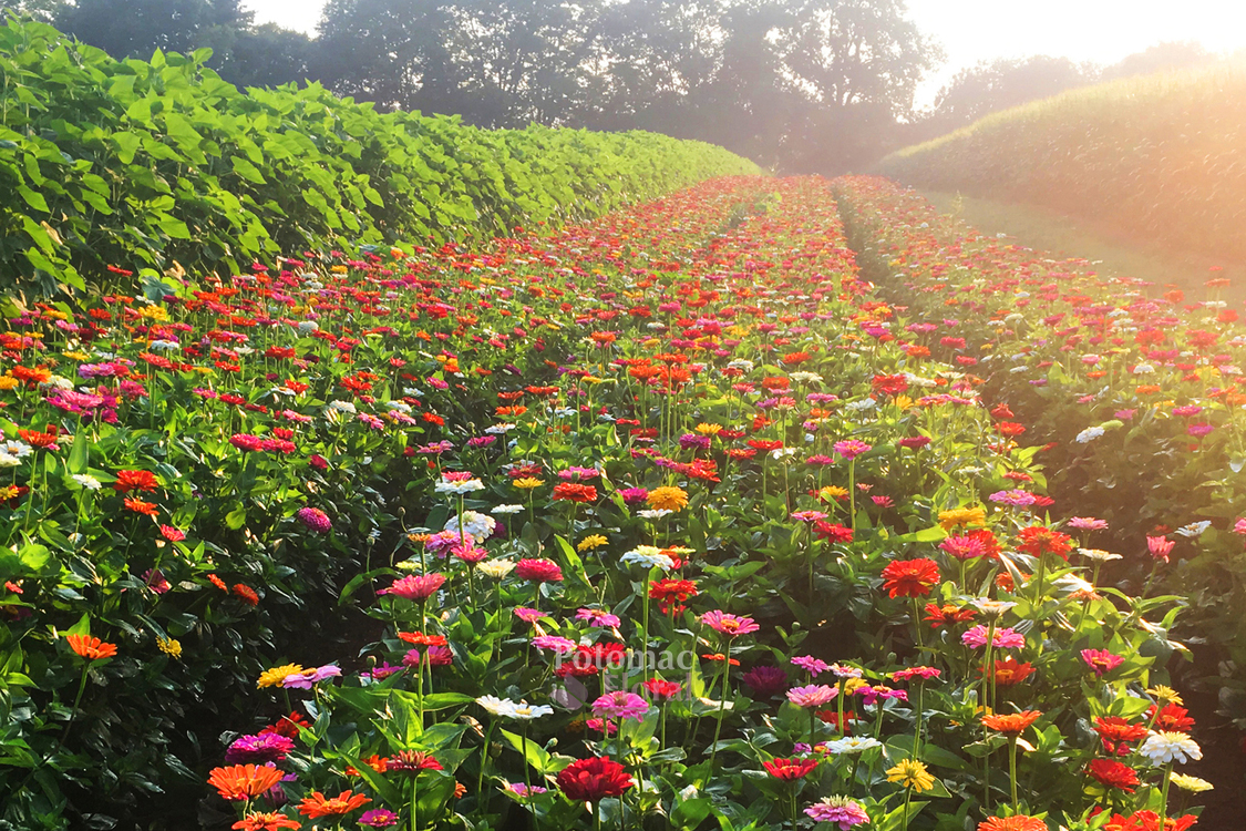 Cramers Farms Local Flowers 2019 Season
