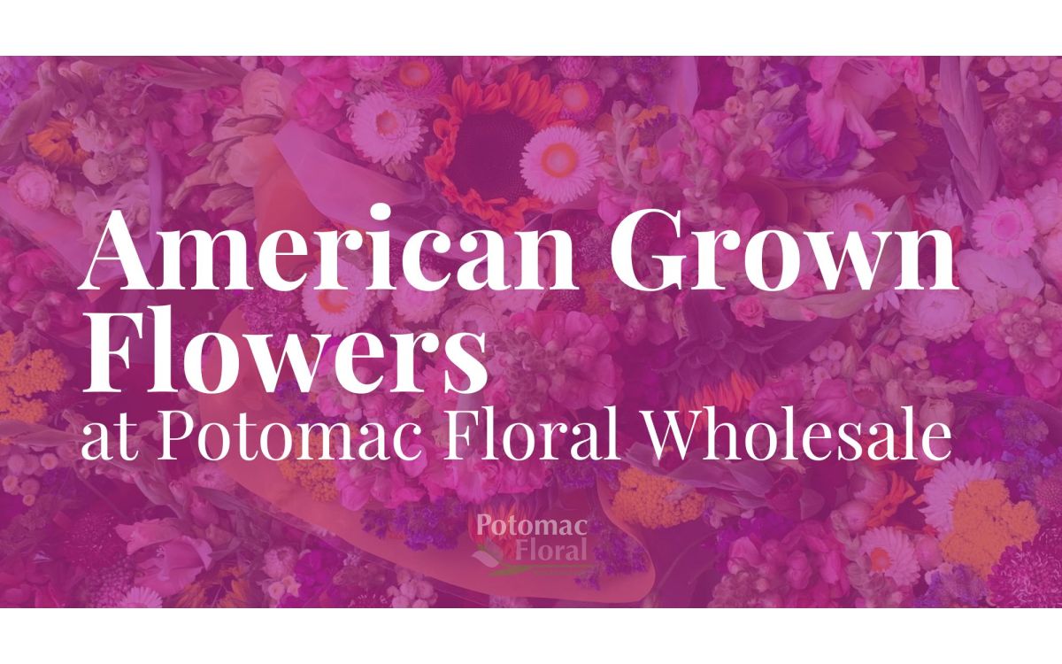 American Grown Flowers at Potomac Floral Wholesale