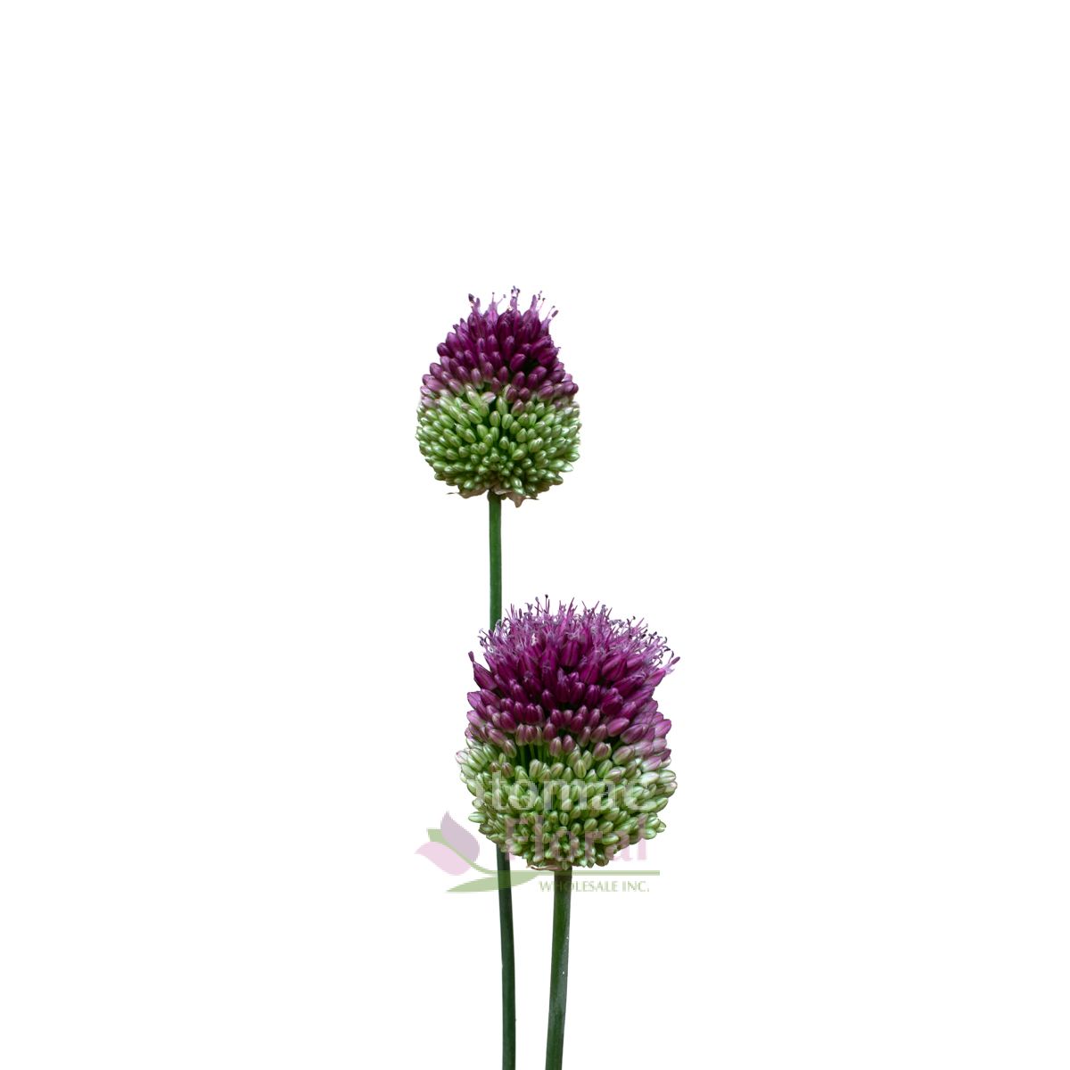 Allium Drum Stick Purple - Bullet - Potomac Floral Wholesale