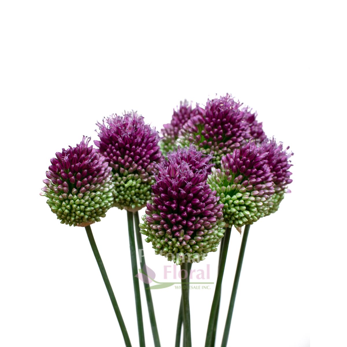 Allium Drum Stick Purple - Bullet - Potomac Floral Wholesale