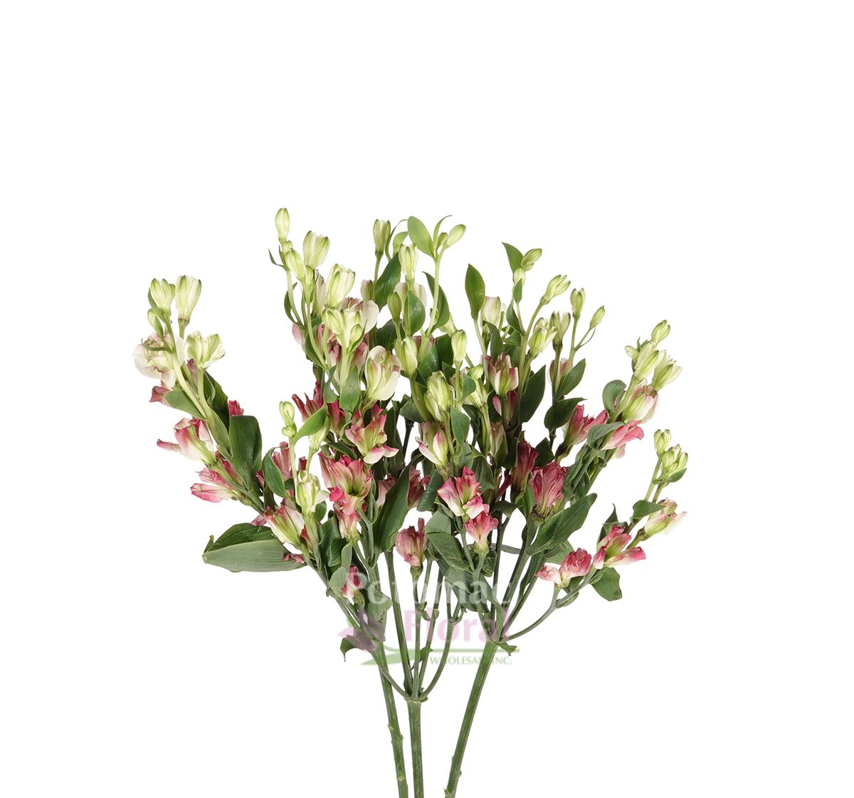 Alstromeria - Charmelia, Small Pink Spray - Potomac Floral Wholesale