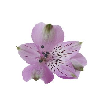 Alstroemeria Lavender Select - Potomac Floral Wholesale