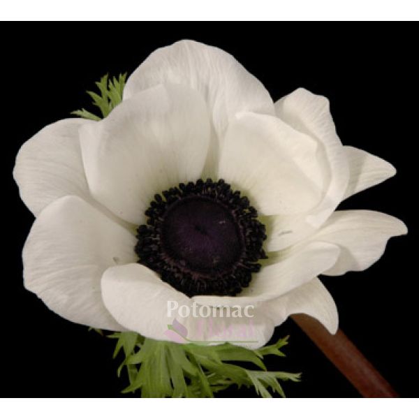 Anemone White Black Center 40 Cm Potomac Fl Whole