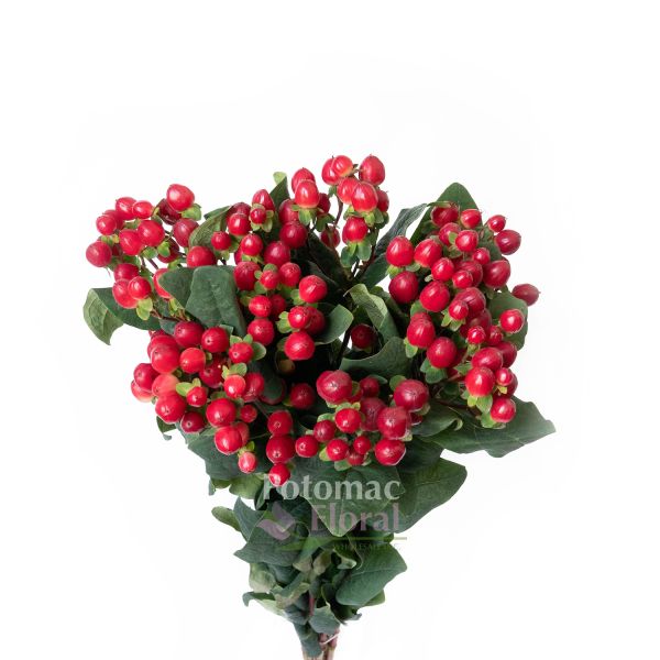 Hypericum Berries Red, 60-70cm - Potomac Floral Wholesale