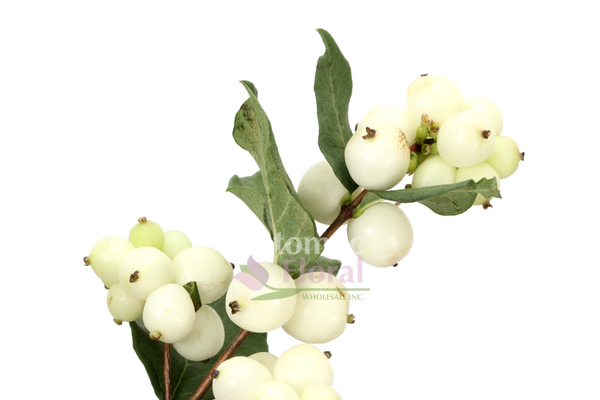 Snow Berries White, 70 - 80 CM - Potomac Floral Wholesale