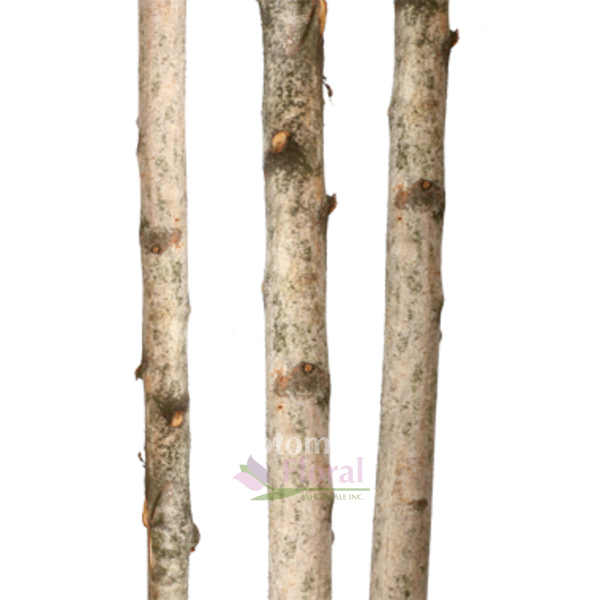 Birch Pole 1-2" Diameter, 8' Tall - Potomac Floral Wholesale