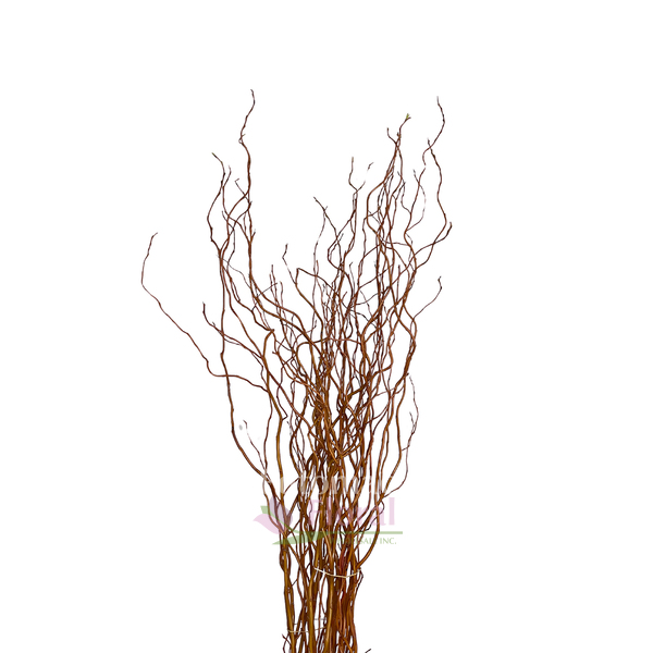 Fresh cut Curly Willow Branches 4 feet tall