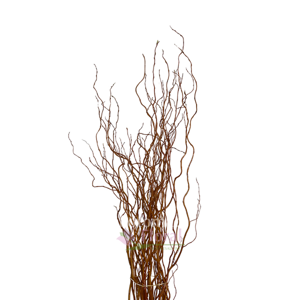 Curly Willow Branch