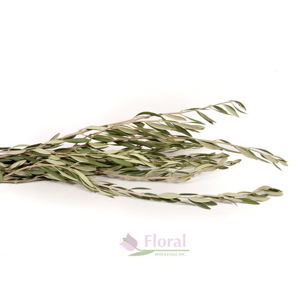 Wholesale Flowers, Olive Branches