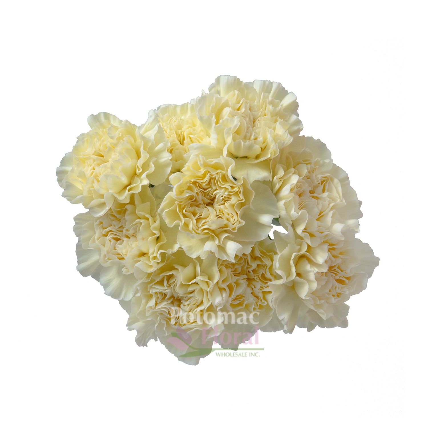 Minami Poly Carnation (Japan) Potomac Floral Wholesale