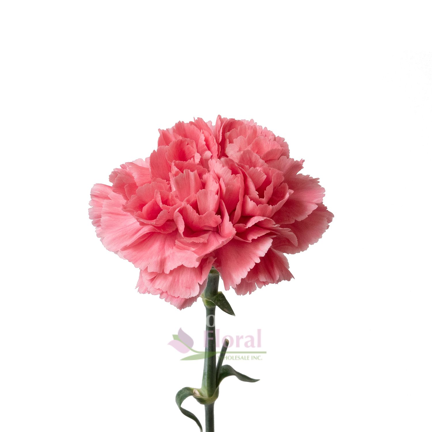 Minami Tommy Carnation (Japan) Potomac Floral Wholesale