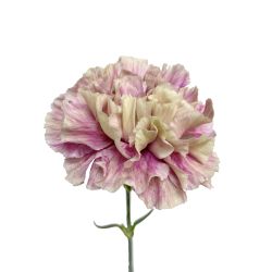 Antique Carnation- Purple | Skyline Flowers