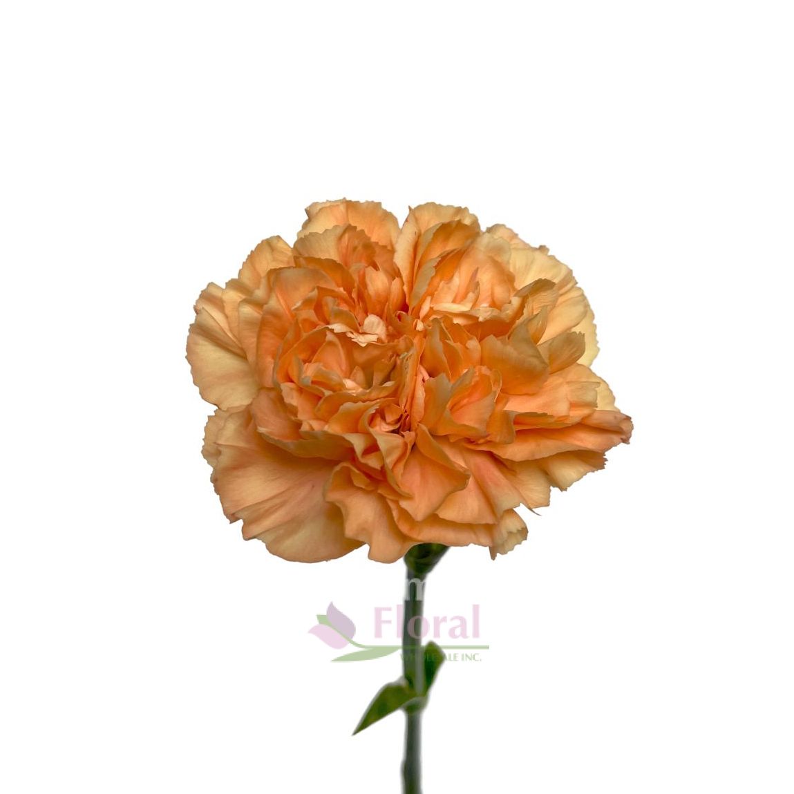 Carnation Novelty Cream Gold Antique Potomac Floral Wholesale