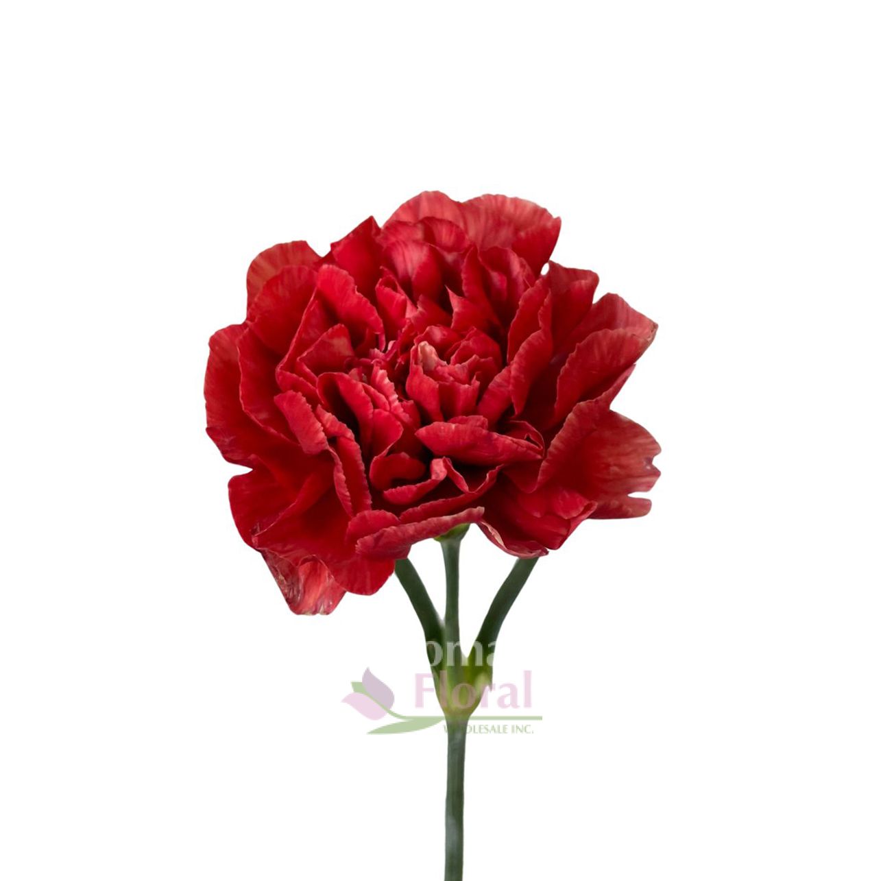 Carnation Novelty Dark Rose Coffee Color - Potomac Floral Wholesale