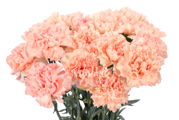 Peach Carnation Bouquet