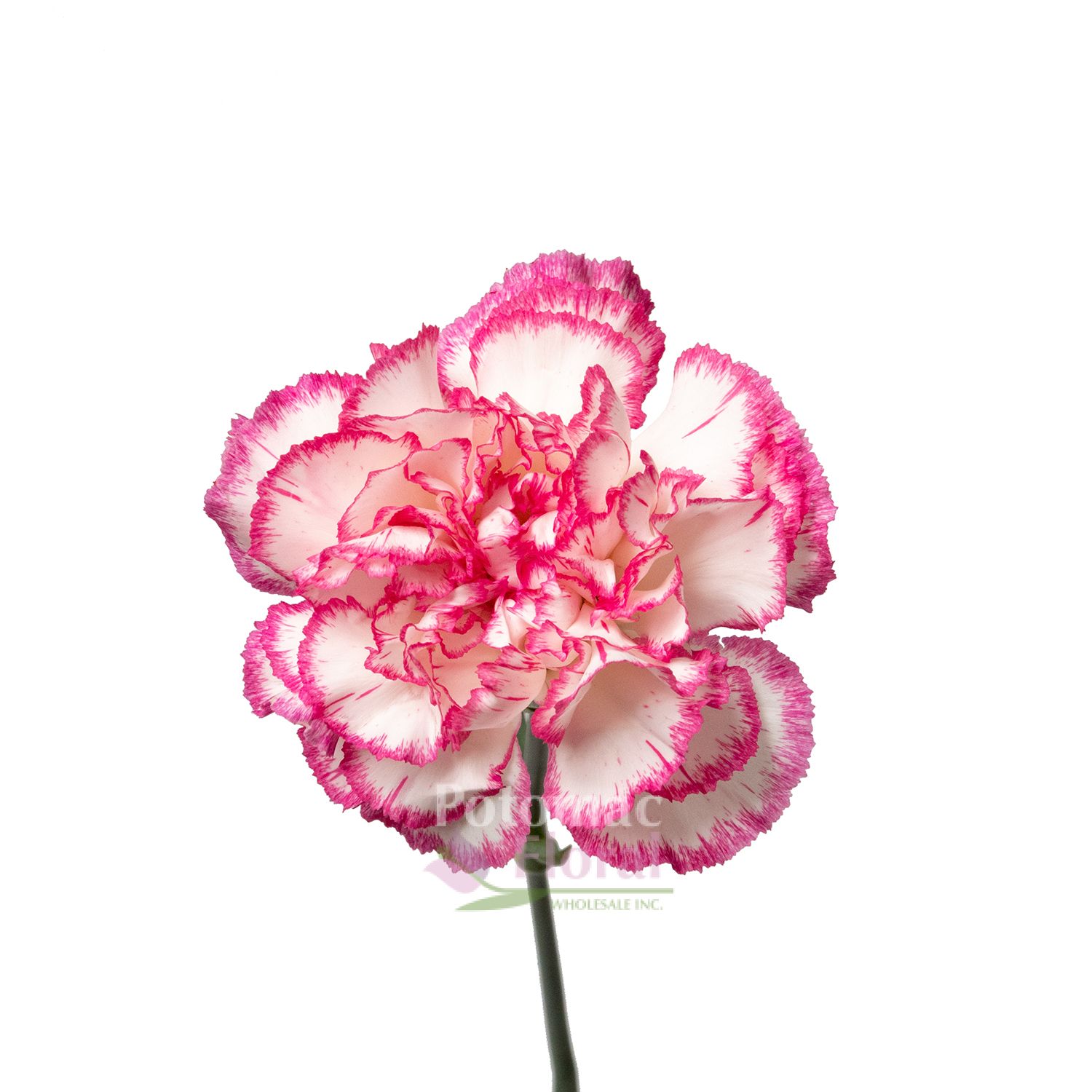 Carnation White with Pink Edges Fancy, Select Potomac Floral Wholesale