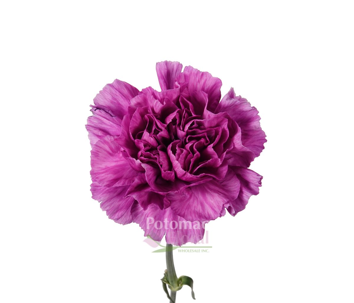 Carnation Purple Moonshade - Potomac Floral Wholesale