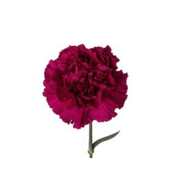 Carnation Burgundy - Fancy, Select - Potomac Floral Wholesale