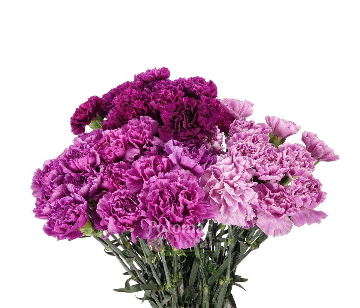 Carnation Moon Series Assorted, 100 stem per case - Potomac Floral ...