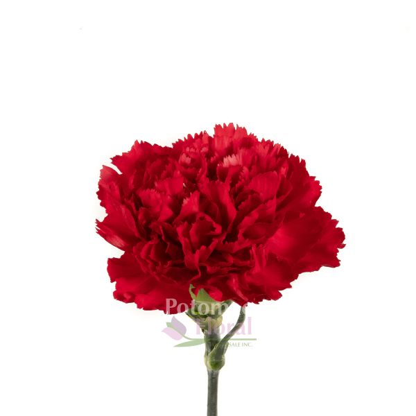 Carnation Burgundy - Fancy, Select - Potomac Floral Wholesale