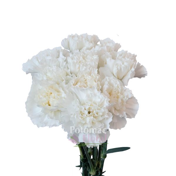 Carnation White Fancy - Potomac Floral Wholesale