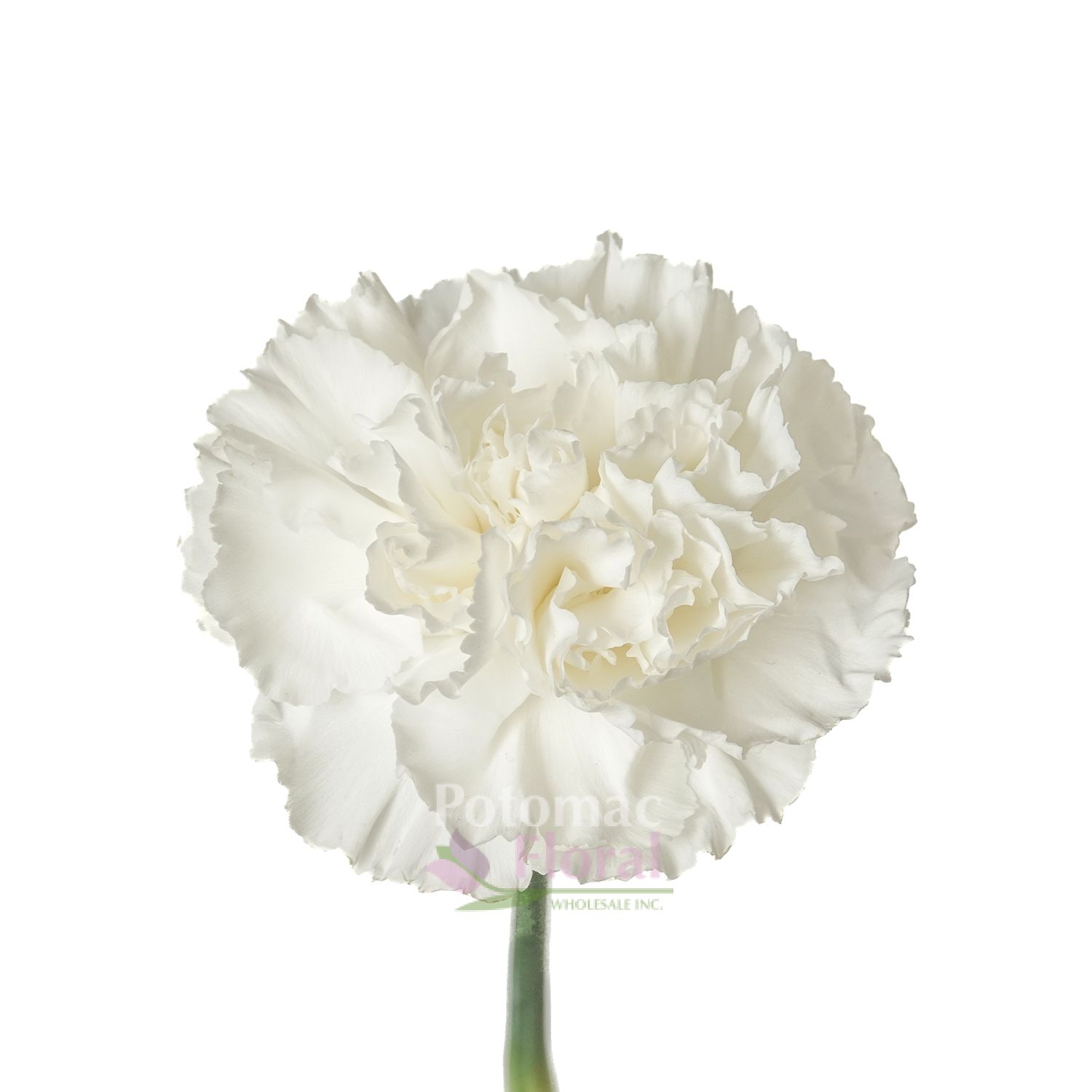 Carnation White Select - Potomac Floral Wholesale