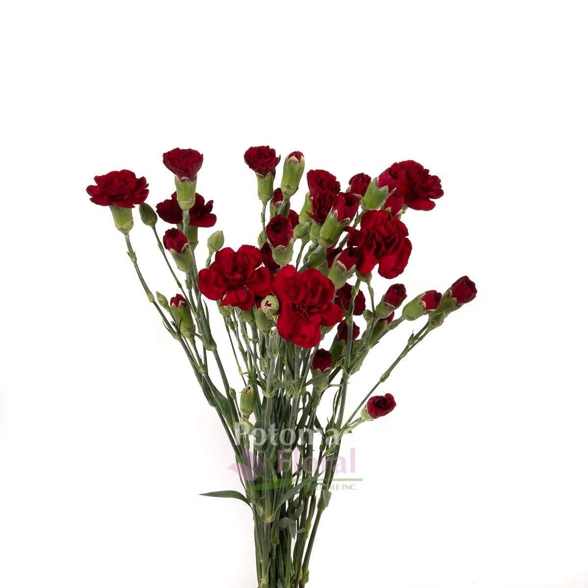 Mini Carnation Burgundy Potomac Floral Wholesale
