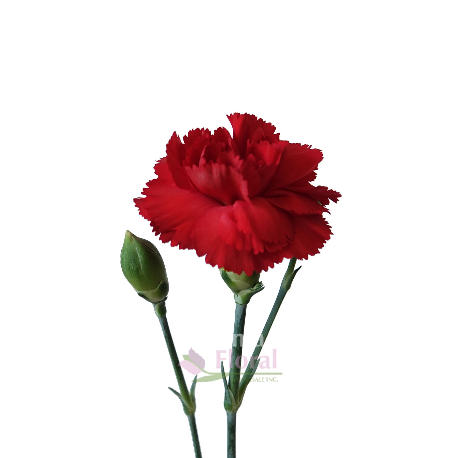 Mini Carnation Burgundy - Potomac Floral Wholesale