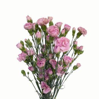 Mini Carnation Mocha Sweet - Potomac Floral Wholesale