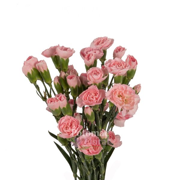 Hot Pink Standard Carnation