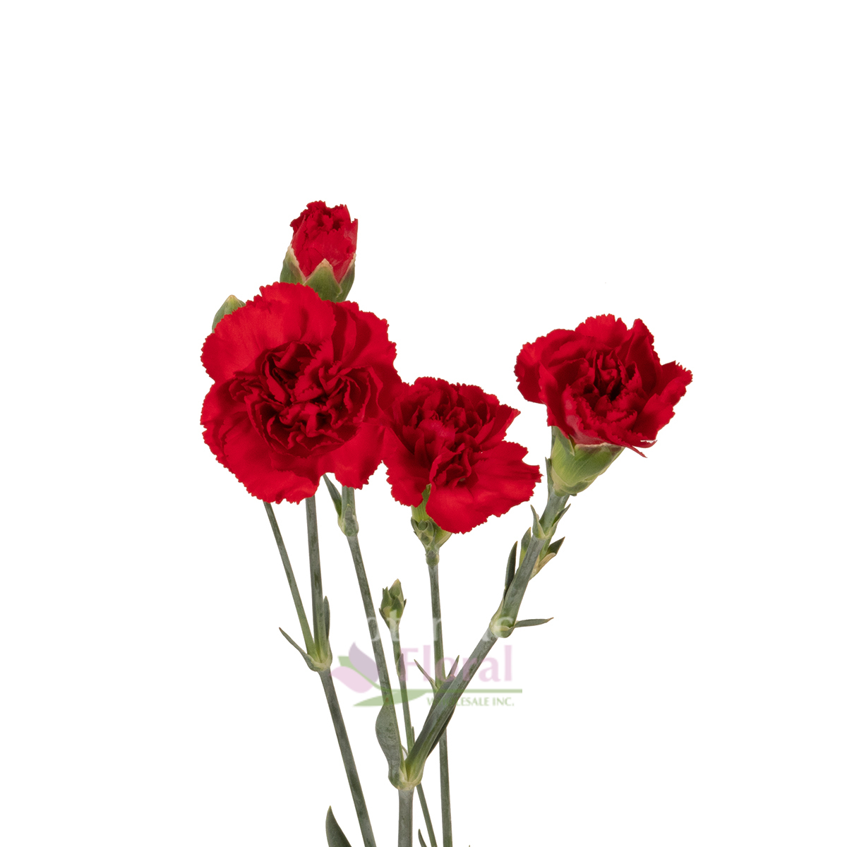 Mini Carnation Red - Potomac Floral Wholesale