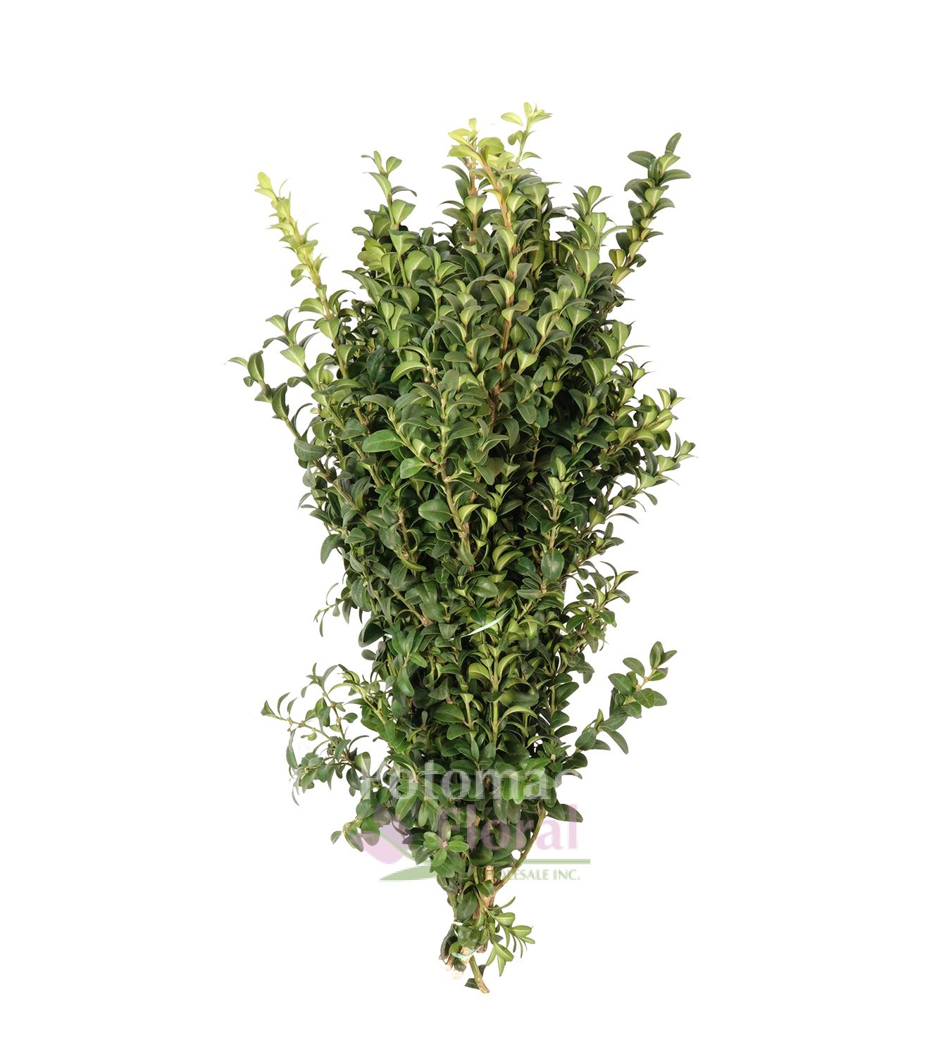 Boxwood Bunch West Coast - Potomac Floral Wholesale