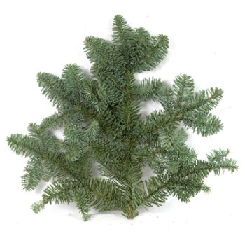 Noble Fir Boughs 25 lbs. Bale/ Box - Potomac Floral Wholesale