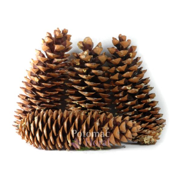 Sugar Pine Cones