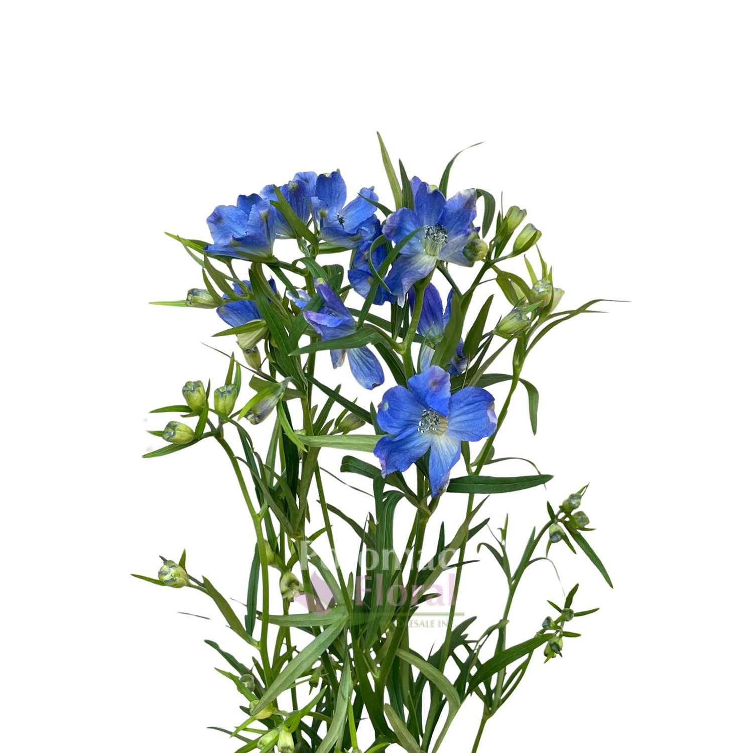 Delphinium Sinensis Spray Blue, 60 cm - Potomac Floral Wholesale