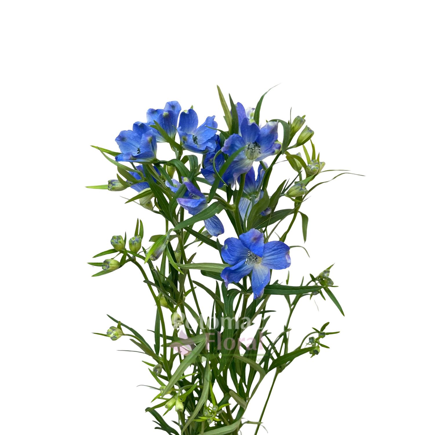 Delphinium Sinensis Spray Blue, 60 cm - Potomac Floral Wholesale