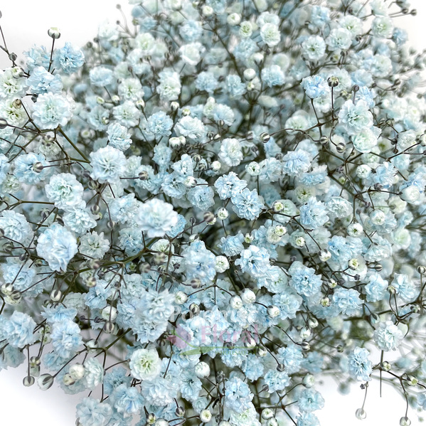 Preserved Baby's Breath Gypsophila - Royal Blue (Medium-to-Large Bloom) –