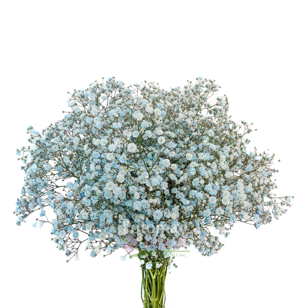 Baby Blue Tinted Gypsophillia Baby's Breath Premium, 70cm - Potomac Floral  Wholesale