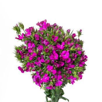 邦楽 sweet william blue arte frasco DIABURG-350x350.jpg