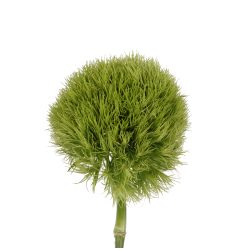 Dianthus Green Super Ball, 55 to 60 cm - Potomac Floral Wholesale