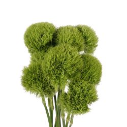 Dianthus Green Ball, 45 to 50 cm - Potomac Floral Wholesale