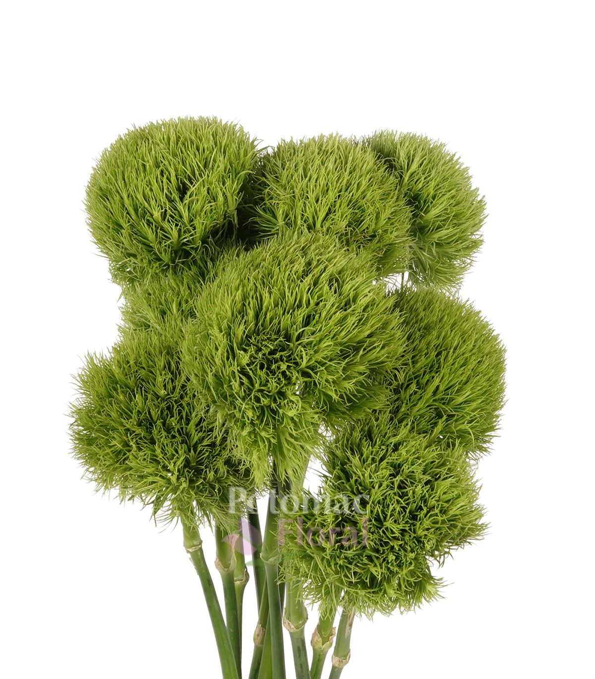 Dianthus Green Super Ball, 55 to 60 cm - Potomac Floral Wholesale