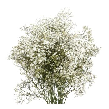 Gypsophillia Baby's Breath Bouquet Million Star, 50cm 20 stem bu ...