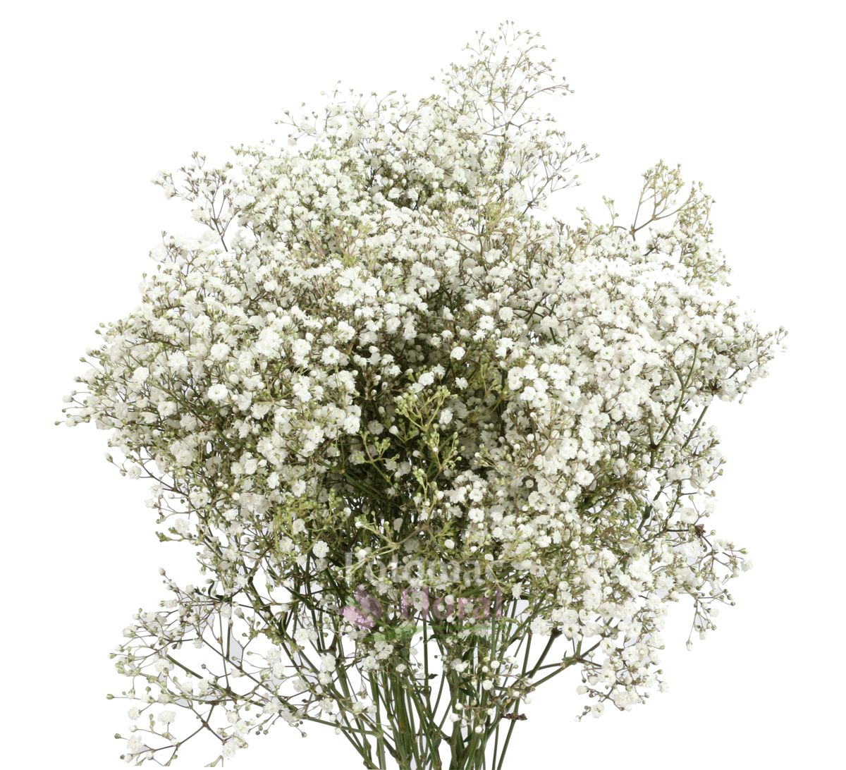 Gypsophillia Baby's Breath Bouquet Million Star, 50cm 20 stem bu ...