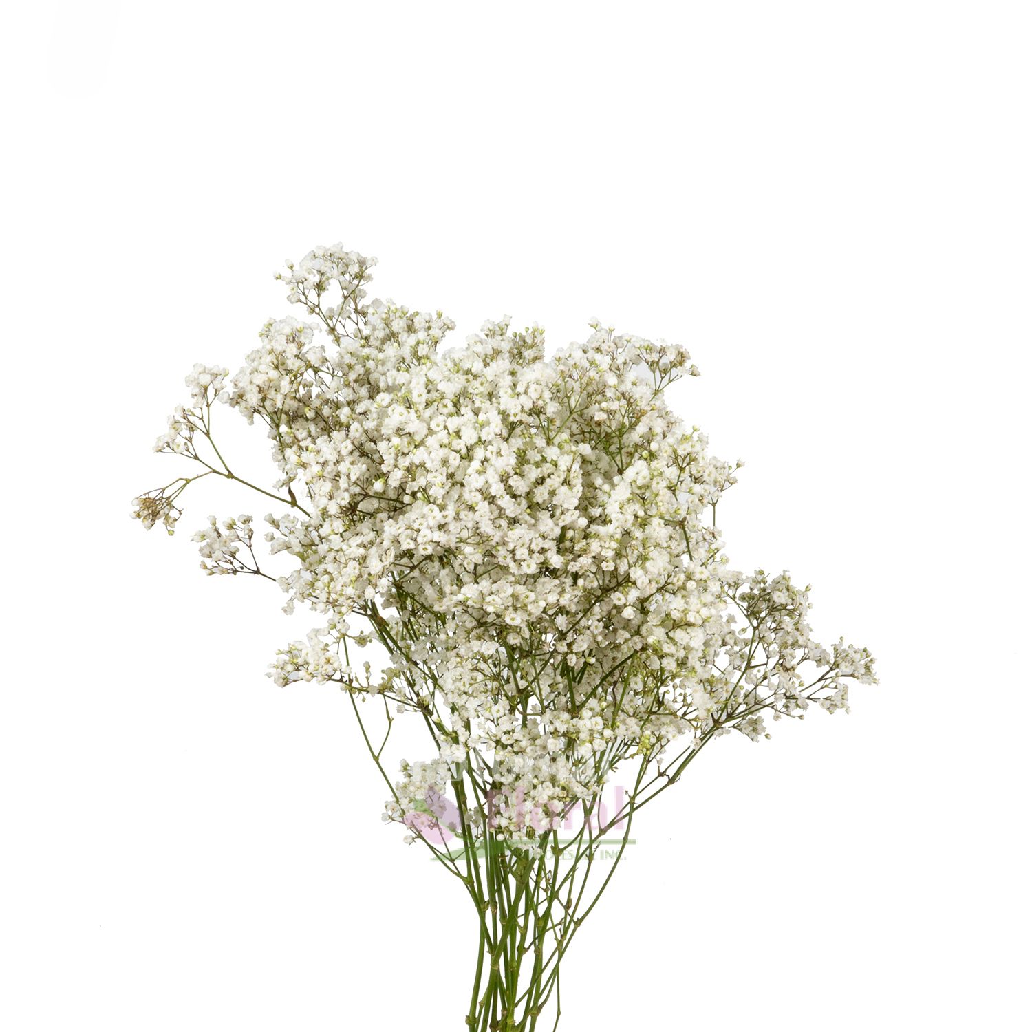 Gypsophillia Baby's Breath Million Star Premium, 75 cm, 250 gram ...