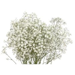 Gypsophillia Baby's Breath Bouquet Mirabella, 50cm 20 stem bu - Potomac ...