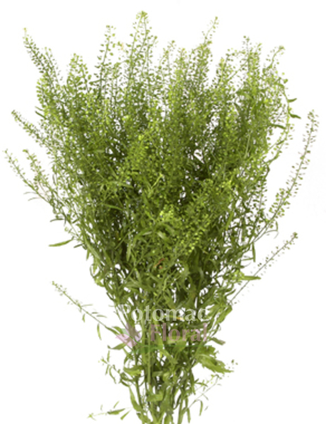Fresh Thiaspi Green Bell, Lepidium 70 cm - Potomac Floral Wholesale