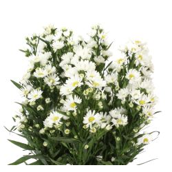 September Aster White - Potomac Floral Wholesale