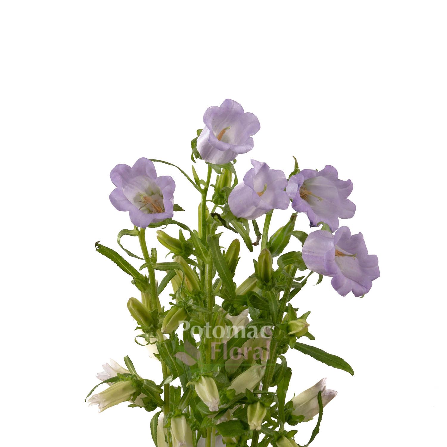 Campanula Lavender Big Bloom - Potomac Floral Wholesale