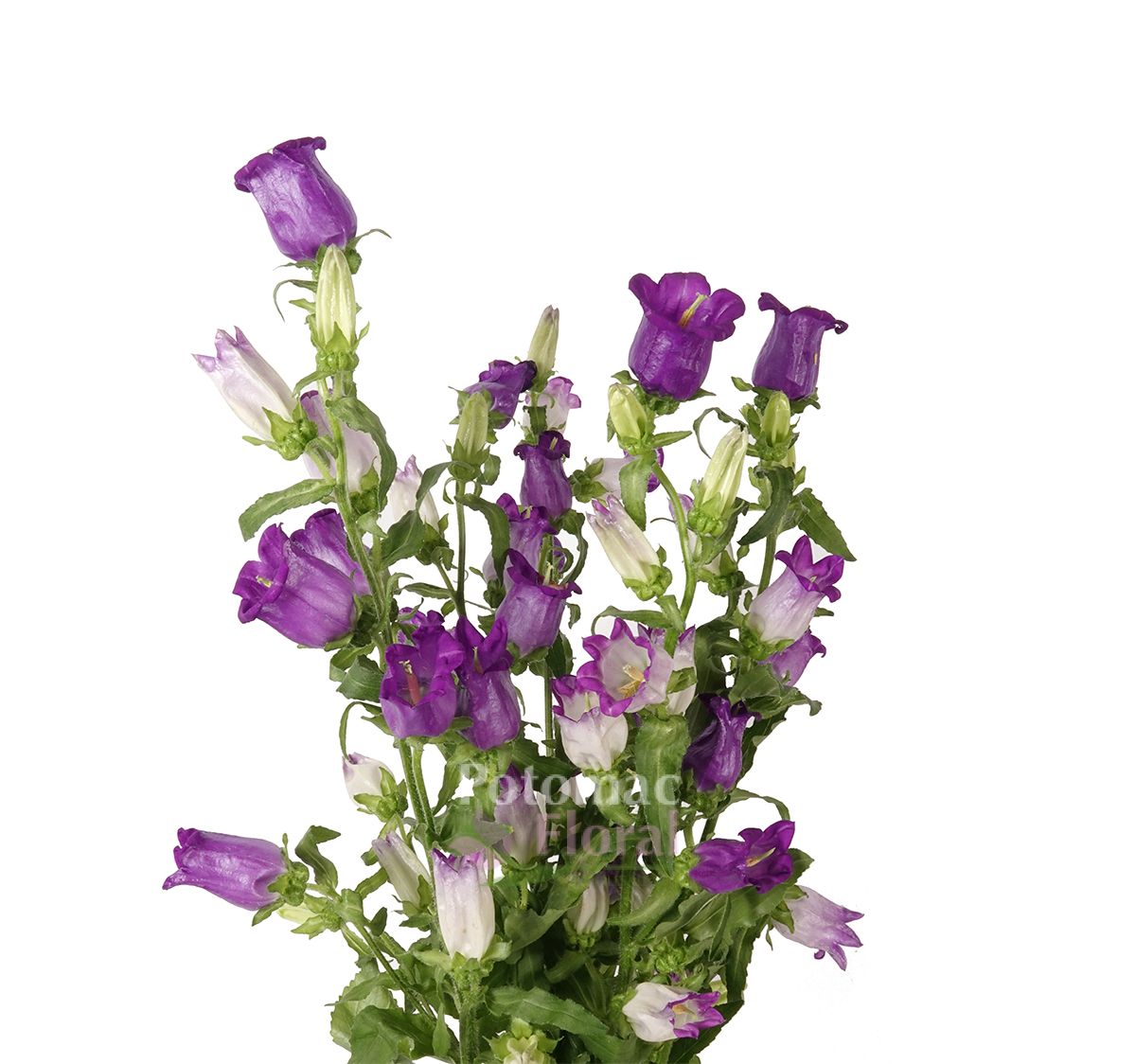 Campanula Purple - Blue Big Bloom - Potomac Floral Wholesale